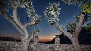 Property grounds - Petrinos Milos (Agios Vasileios)