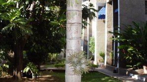 Property grounds - The Embassy Luxury Apt Crystal Towers I (Kingston)