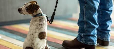 A dog sitting on a multicolored floor with a person standing beside it.