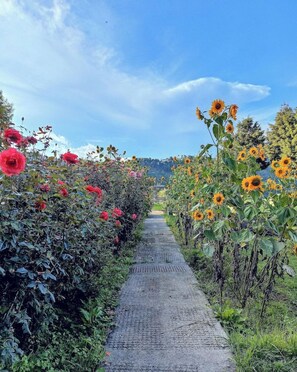 Unclassified image, 4 of 67, button - The Chirping Orchard (Dhari)