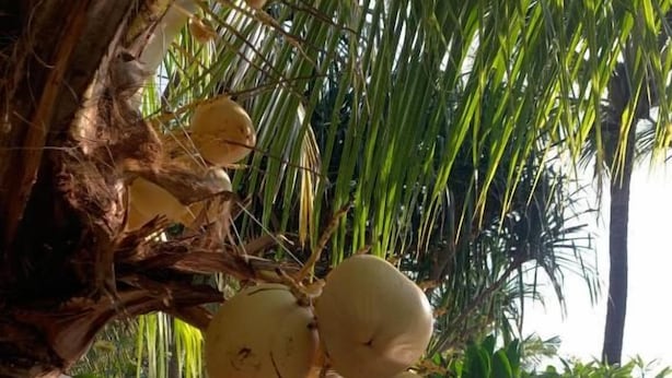 Zona de piscina amb palmera i cocos, envoltada de vegetació exuberant.