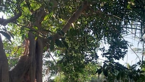 Zona de piscina amb gandules i ombrel·les, envoltada de vegetació i arbres frondosos.