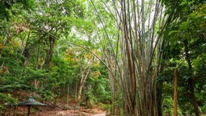 Property grounds - The Hope Corner (Kandy)
