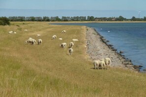 A grassy field with a body of water and a shoreline. - Holiday apartment with 1 bedroom (Fehmarn)