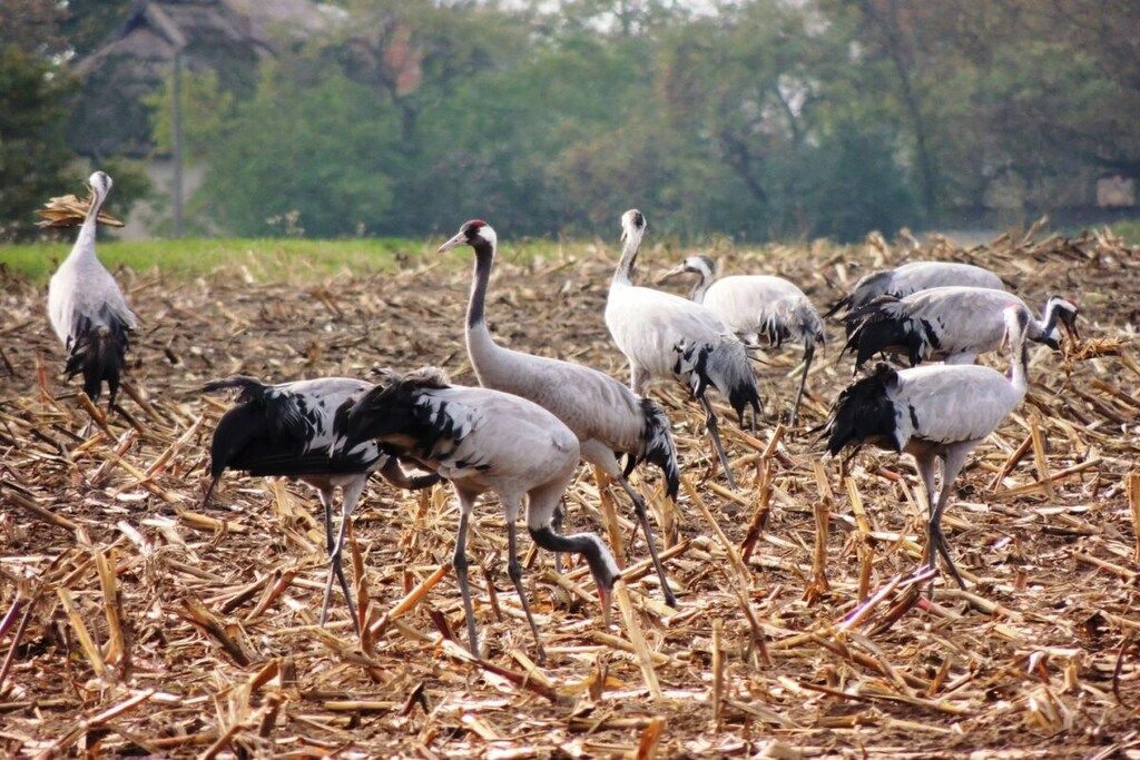 A group of birds on a field with dry straw.