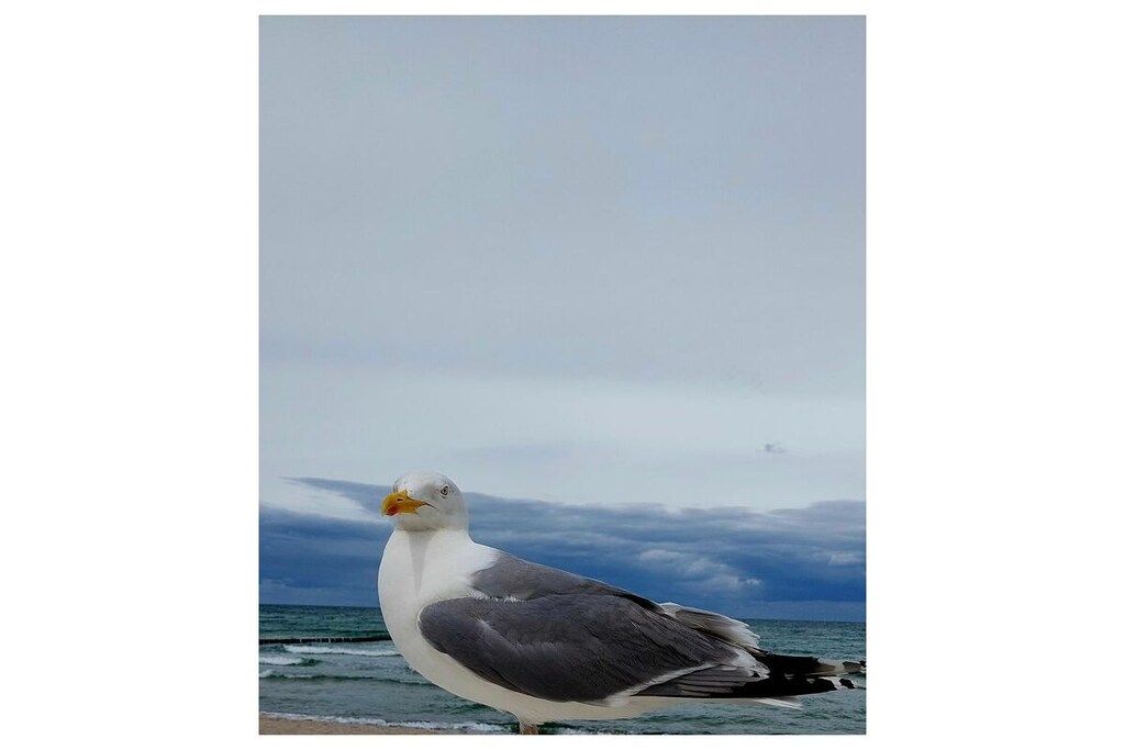Una gaviota parada en la playa, con el océano al fondo.