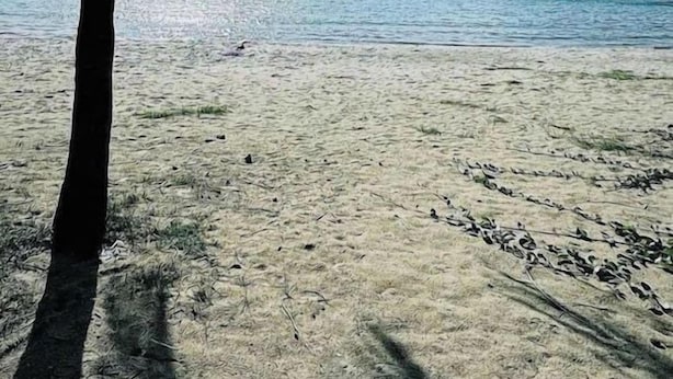 Uma praia com uma palmeira e uma montanha ao fundo.