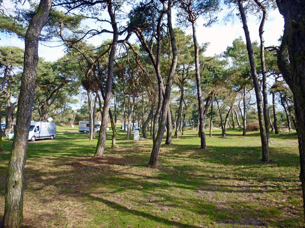 Un parque con árboles altos y un espacio cubierto de césped.