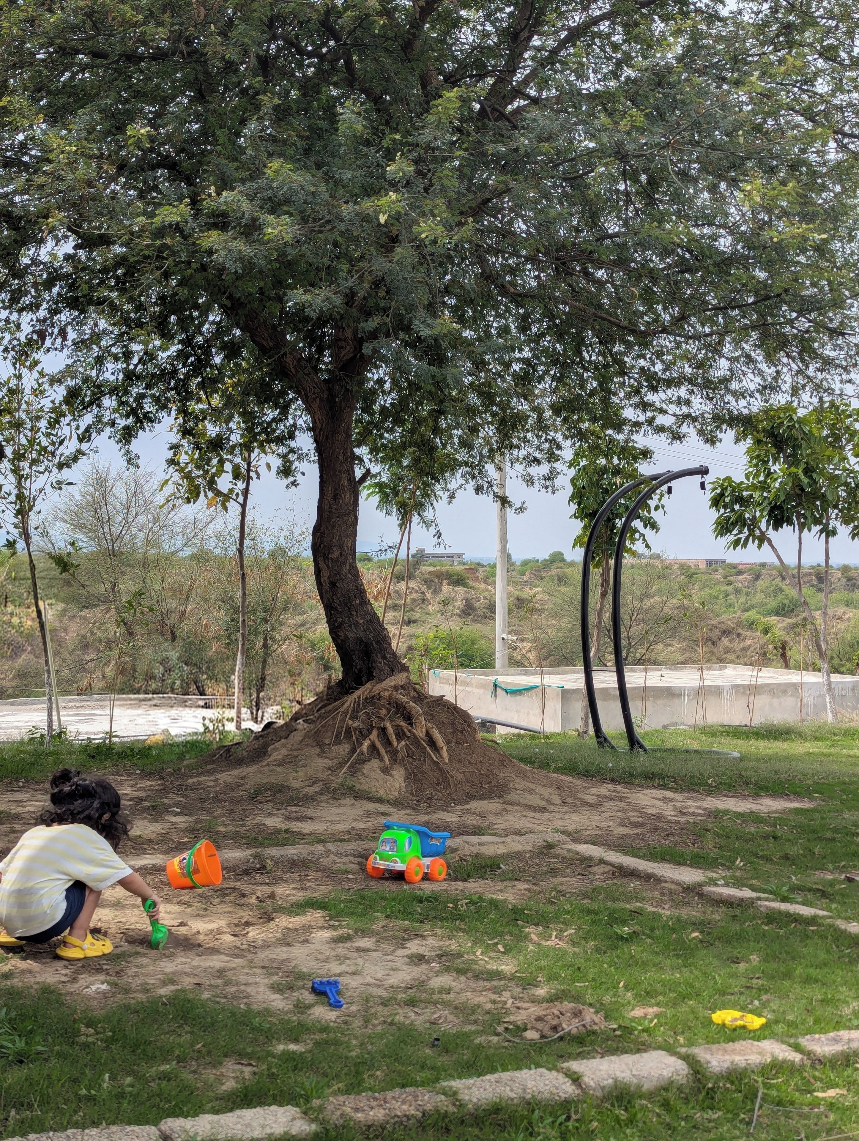 Een boom met een uitgebreid wortelstelsel in een grasveld, met verspreide speeltjes en een betonnen constructie op de achtergrond.