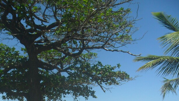 Uma trilha na praia que leva ao oceano, com uma árvore grande e uma cerca.