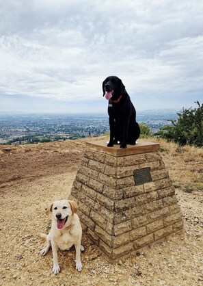 Zwei Hunde sitzen auf einem Steinsockel, im Hintergrund eine Stadtansicht.