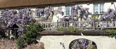 Un edificio tradicional con techo de paja, paredes blancas y enredaderas de glicinia morada.