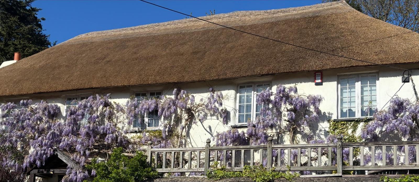 A traditional thatched-roof house with purple wisteria vines.