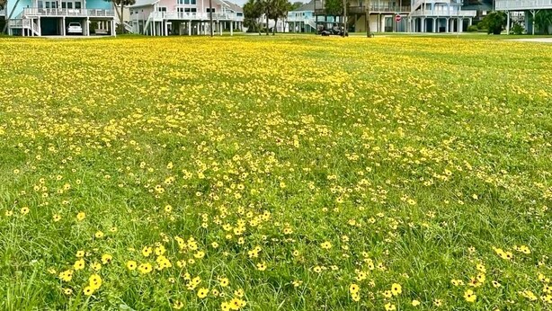 Um bairro residencial com casas e um campo de flores amarelas.