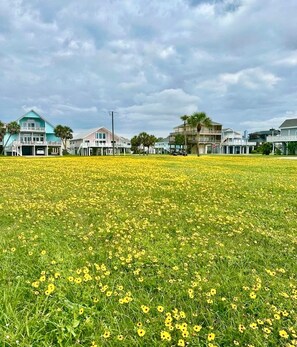 A residential area with houses and a field of yellow flowers. - Welcome to Beach Blessing: steps from the water, stunning gulf views and perks (Galveston)