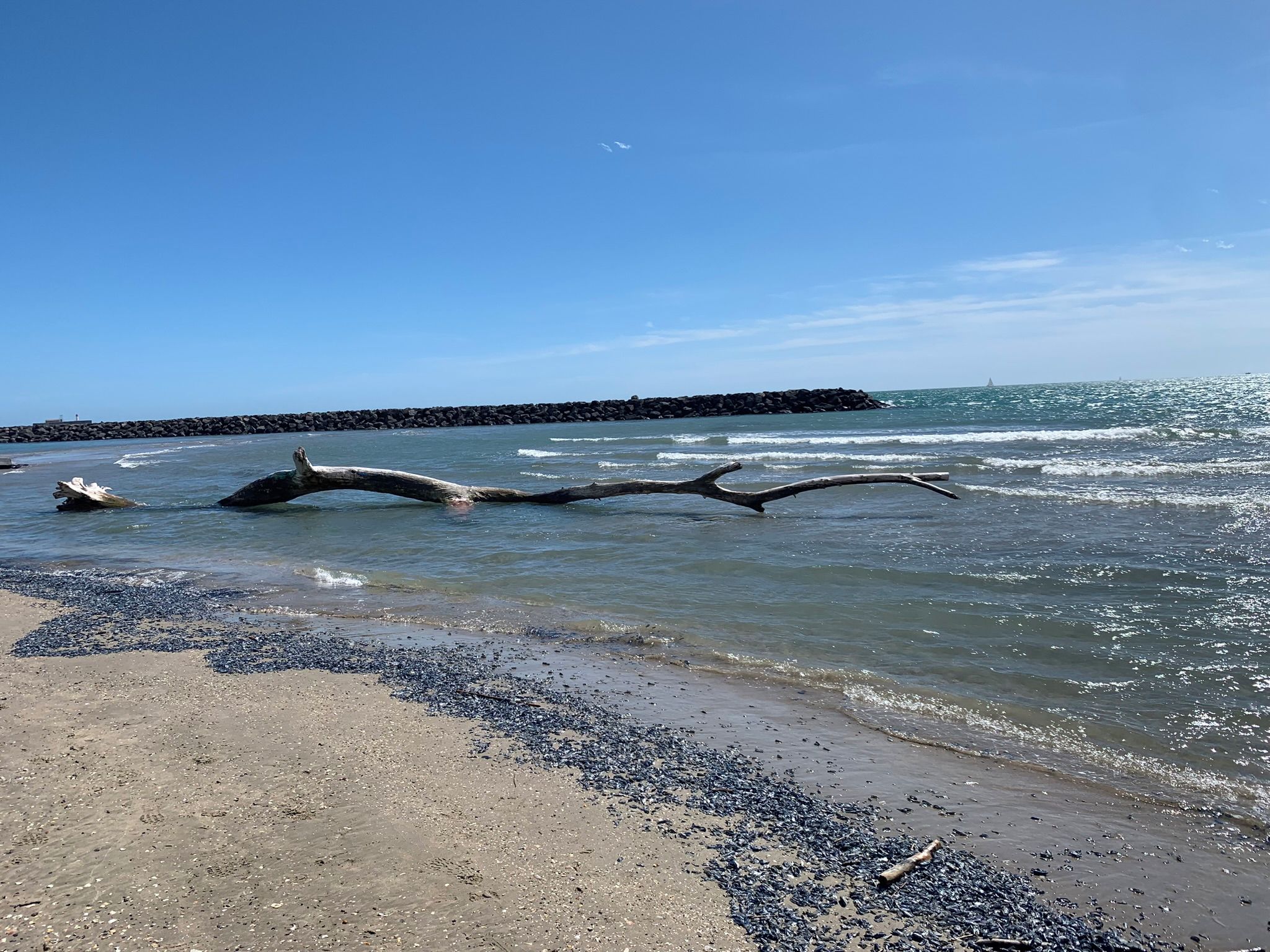 A beach with driftwood, pebbles, and a rocky breakwater in the background.