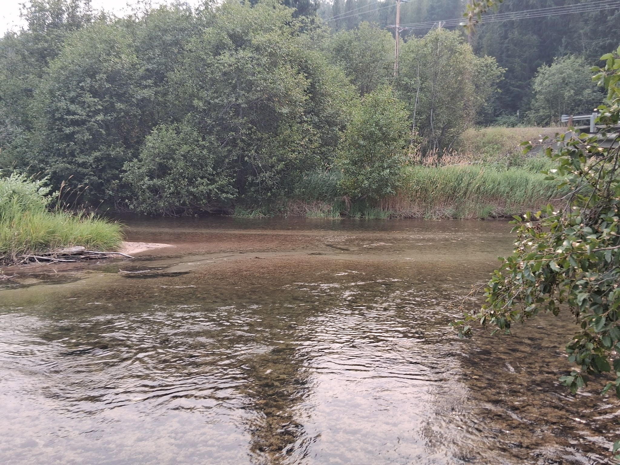 Een oever met weelderige begroeiing en helder water.