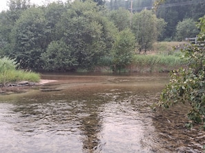 Orilla de río con vegetación densa y un cuerpo de agua limpio.