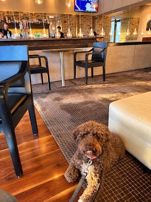 A dog lying on a rug in a bar area with a counter and chairs. - Quiet Luxury Retreat, Mtn Views, Walk to Four Seasons, 3 Patios, Hiking galore! (Santa Fe)