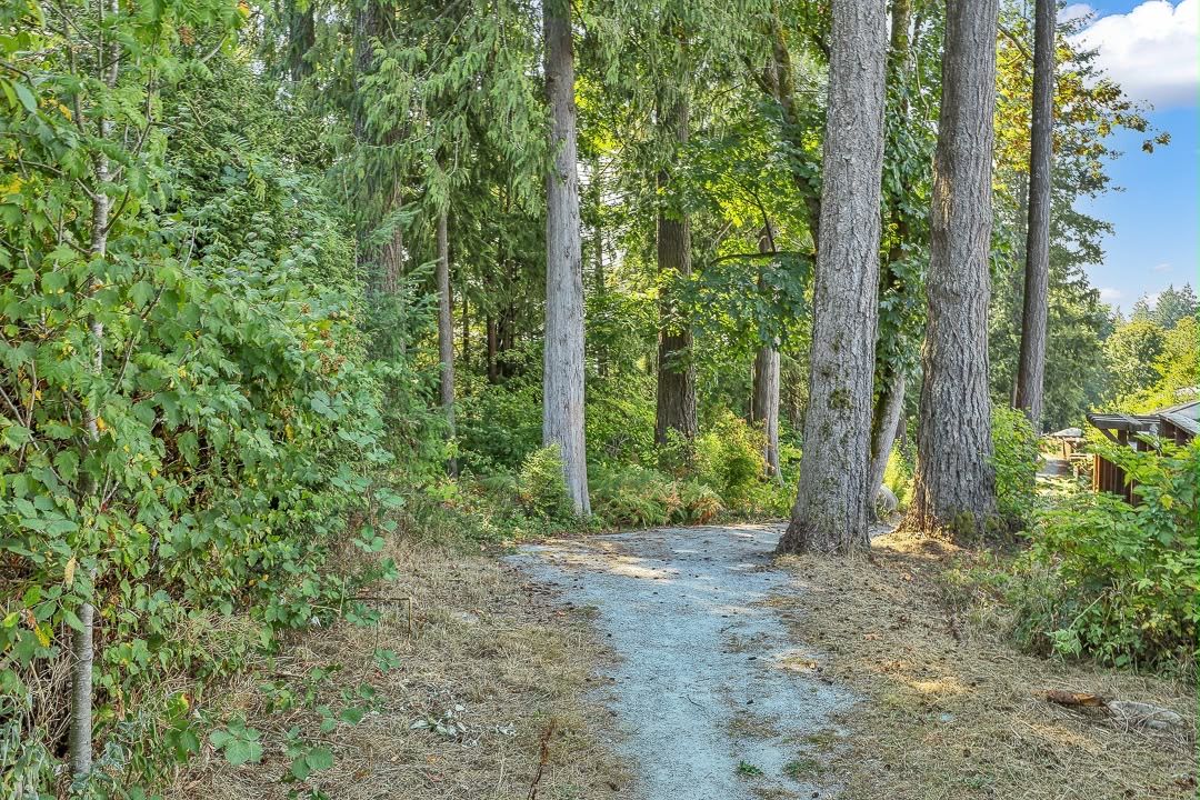 Un sendero forestal bordeado por árboles altos y vegetación densa.