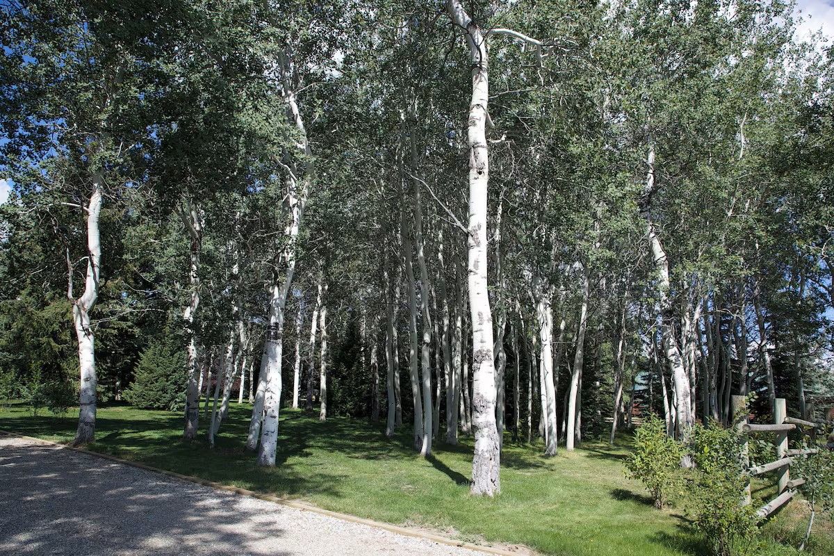 A forested area with a gravel path and a small wooden structure.