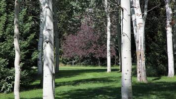 A grove of birch trees with a green grassy area in the foreground and a dense forest in the background.