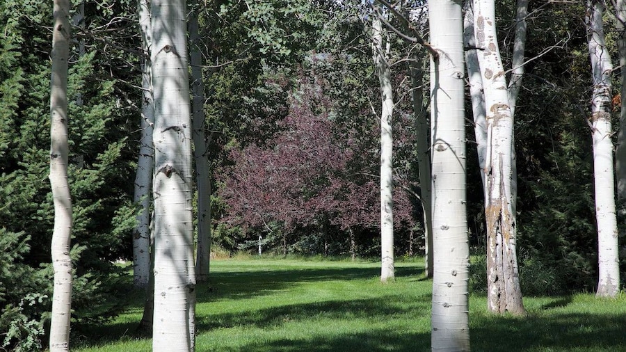 The Aspen Cabin