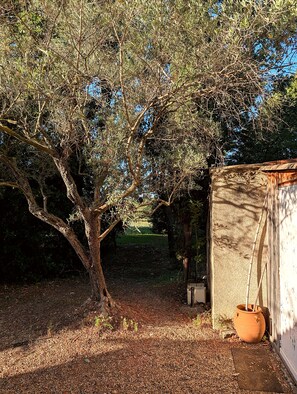 A tree with a rustic shed in the background. - Small stone house with a pool and pine forest – 10 minutes from Aix-en-Provence (Aix-en-Provence)