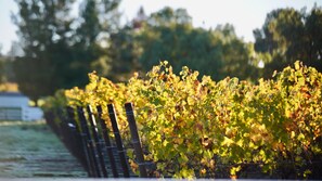 A vineyard with rows of grapevines supported by wooden stakes.