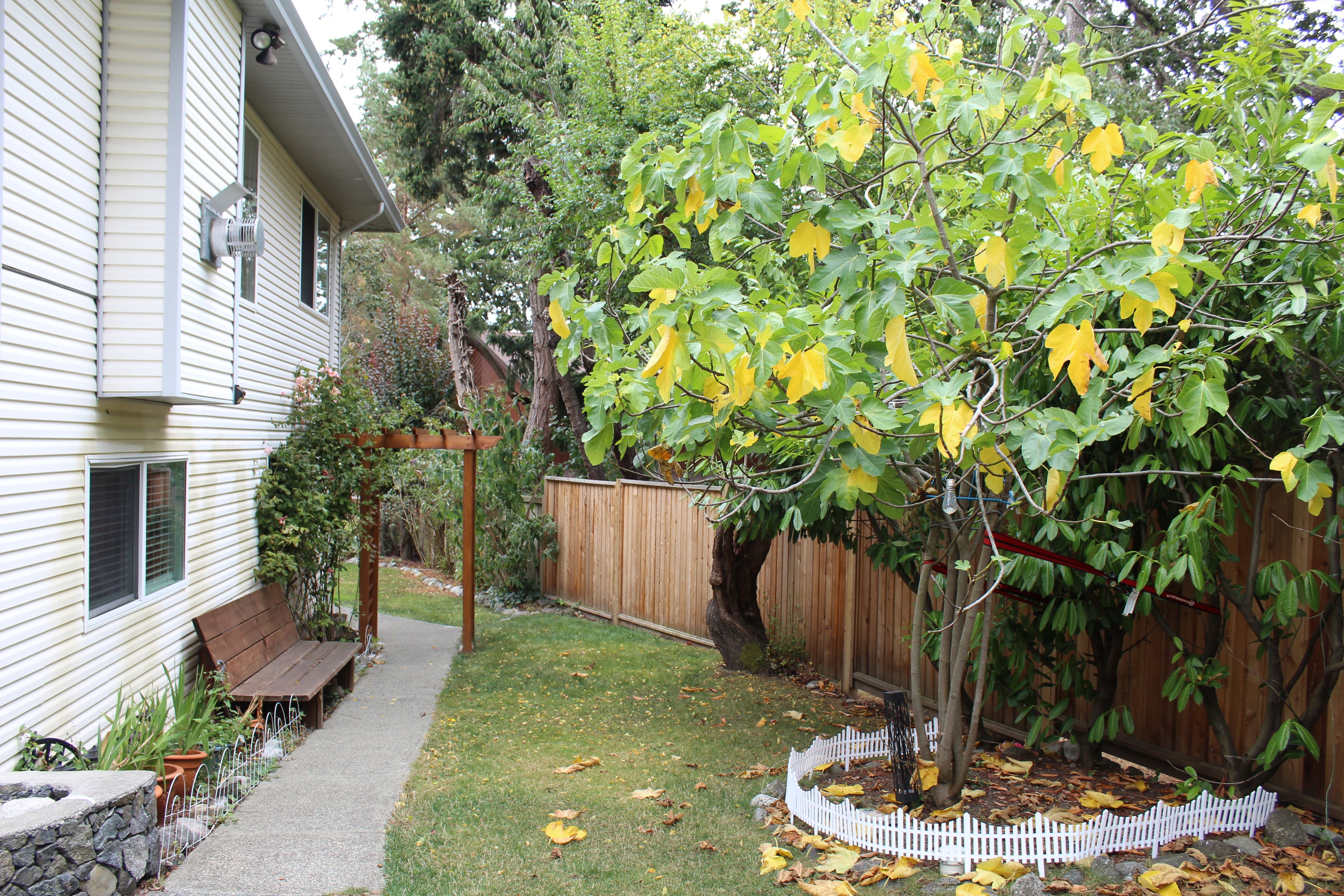 Un jardin à l’arrière d’une maison, avec une terrasse en bois, une clôture blanche en piquets et un arbre aux feuilles jaunes.