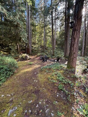 A forested area with a dirt path, wooden benches, and a bird feeder.
