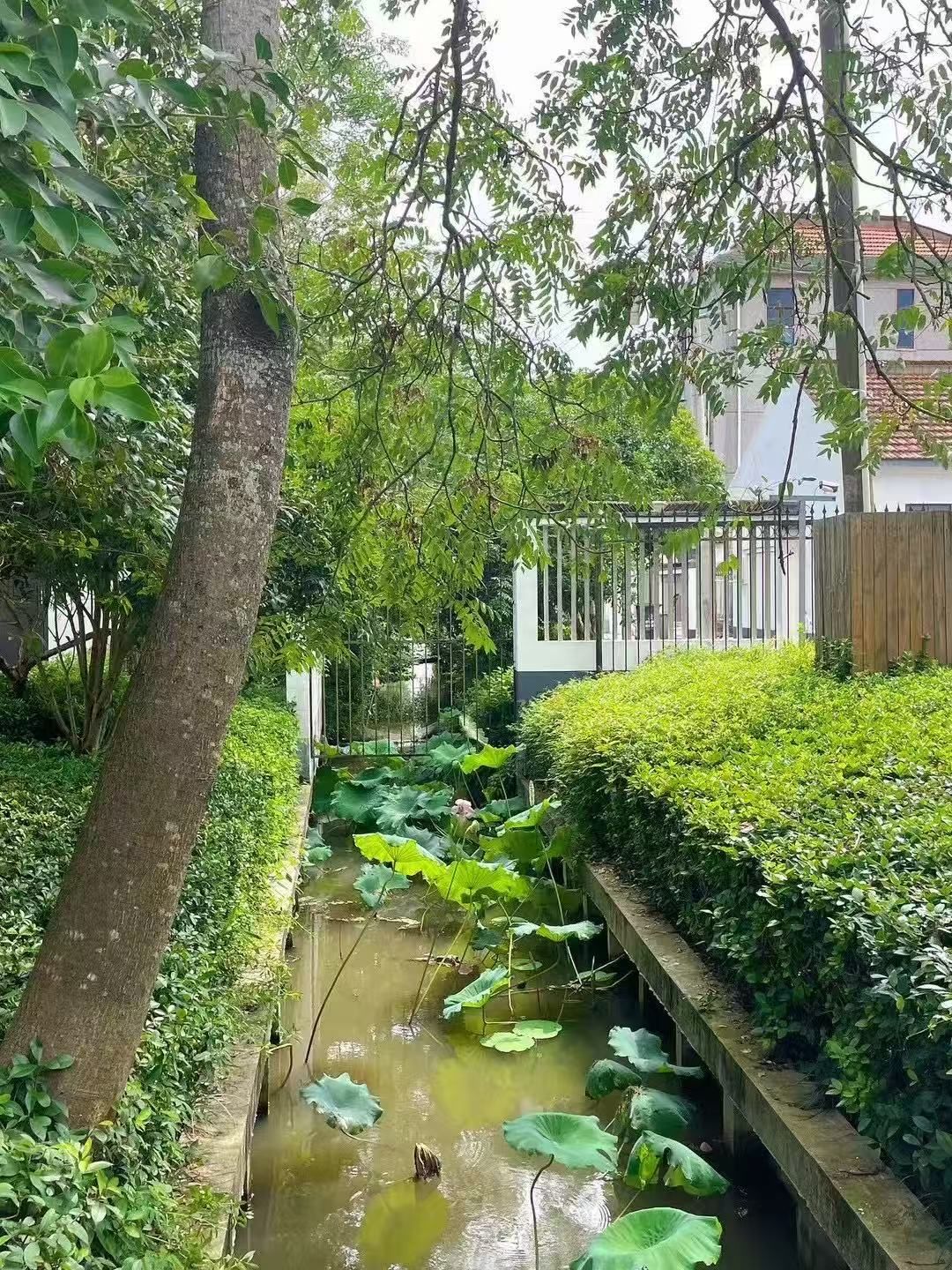 Un canal de agua estrecho con hojas de loto, rodeado de abundante vegetación y una valla.