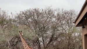 Pool - Luxury Bush Villa Near Kruger | Wildlife, Pool & Wood-Fired Hot Tub (Marloth Park)