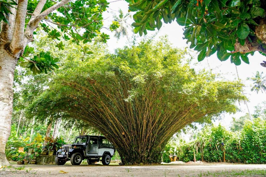 A vehicle parked under a large tree with dense foliage.