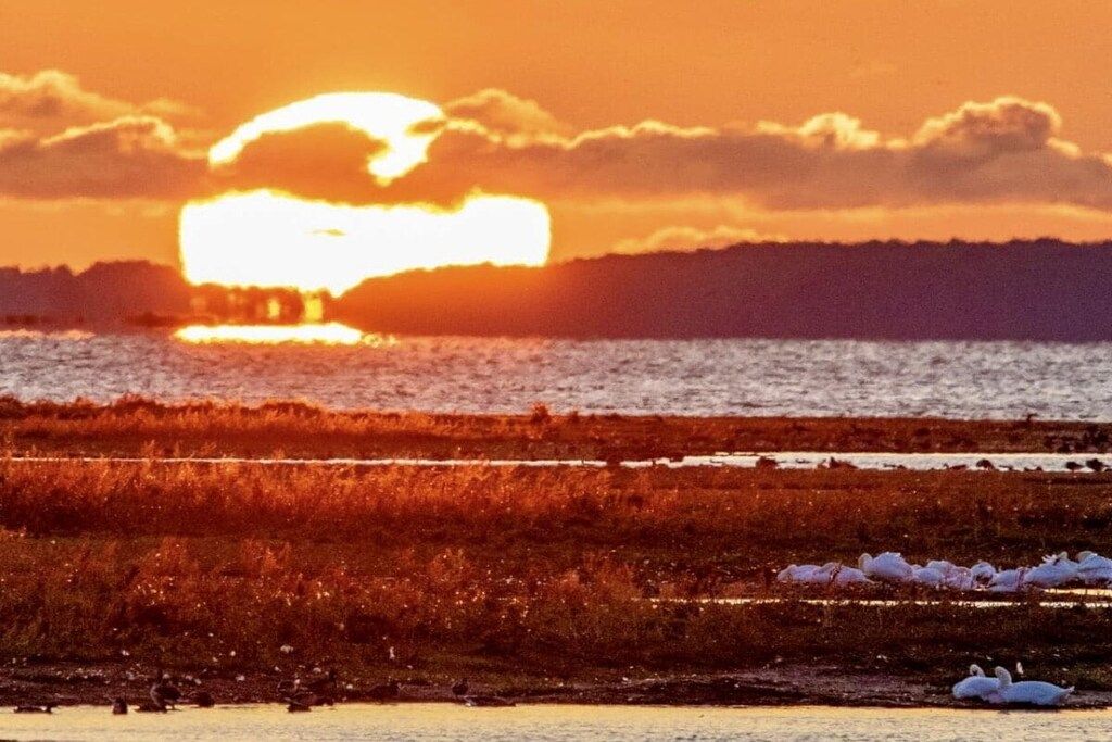 Een zonsondergang boven een wateroppervlak met zwanen en een verre oever.