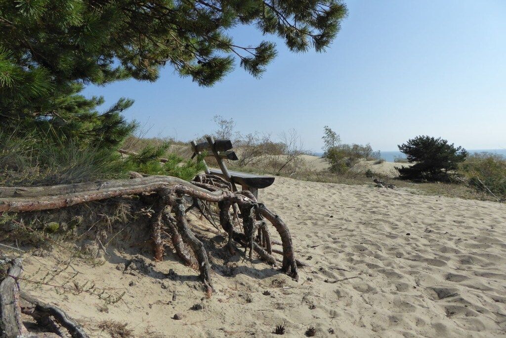 A sandy beach with a wooden structure and a fallen tree.