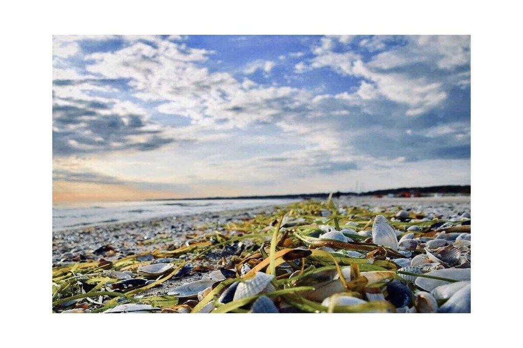 Una playa con conchas y algas dispersas, bajo un cielo parcialmente nublado.