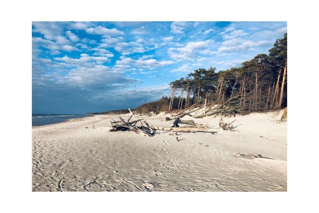A beach with driftwood and trees.