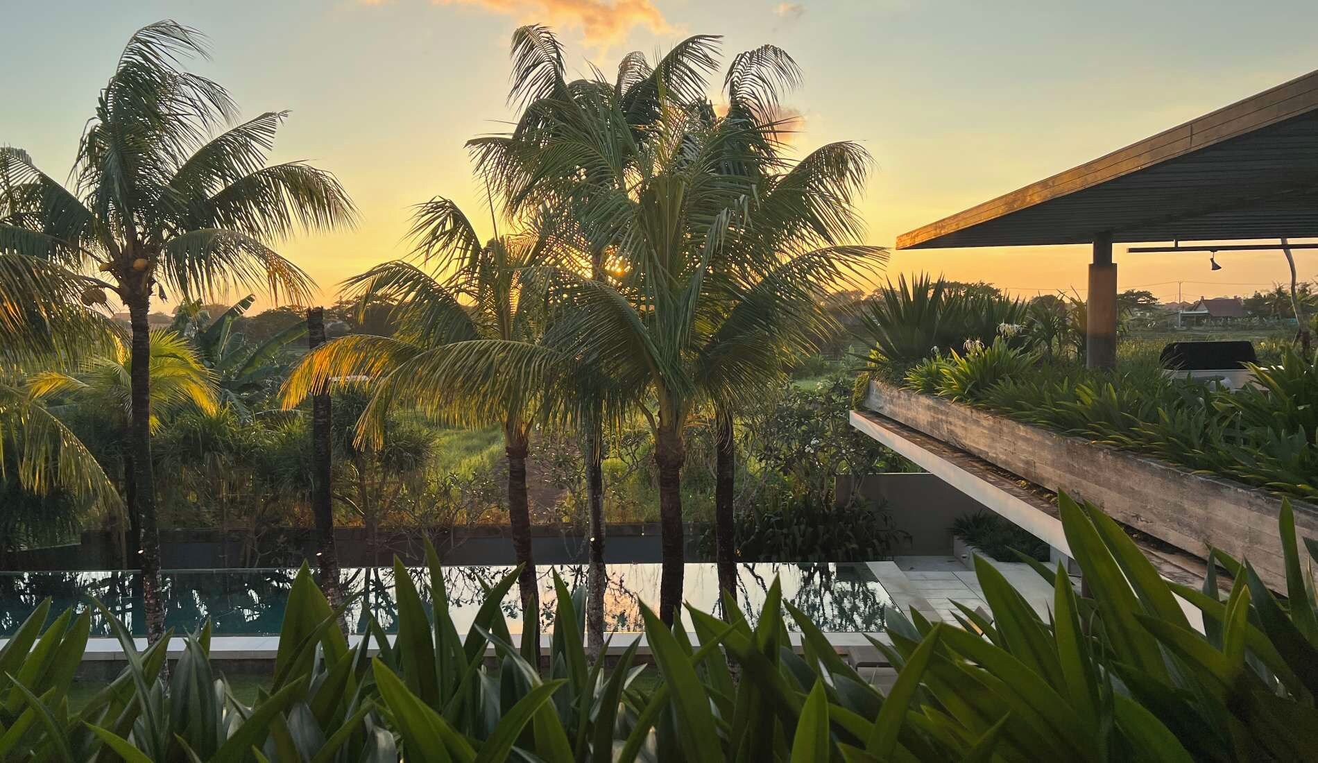 A pool area with palm trees and a covered structure.
