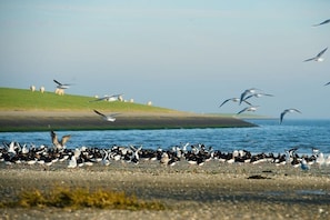 Ein Strand mit einer Vogelflocke und einer Wiese im Hintergrund.