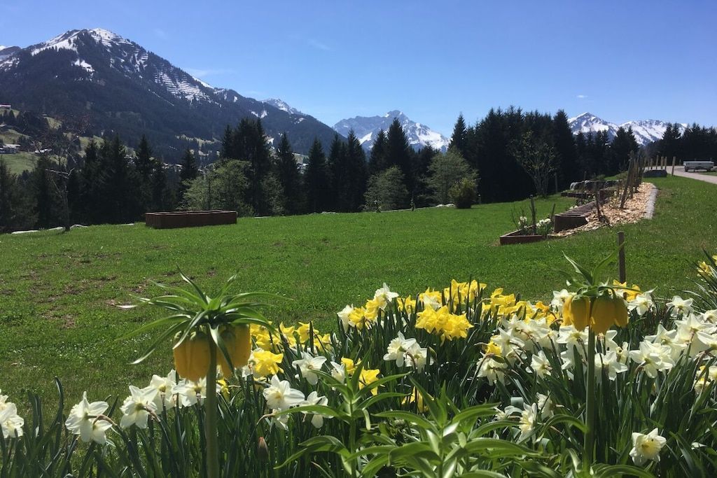 Un prado con narcisos y una cadena montañosa al fondo.