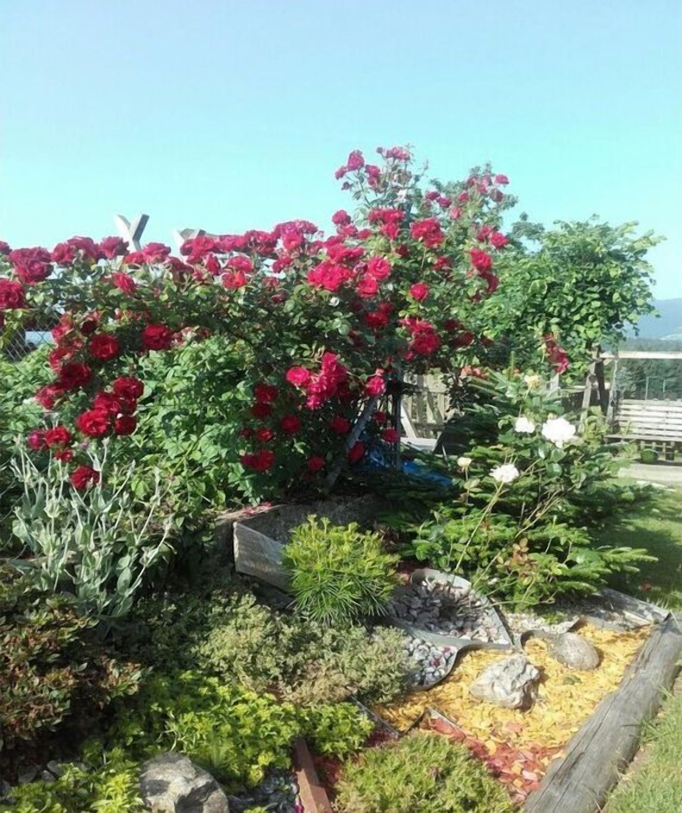 En trädgård med olika växter och blommor, bland annat röda rosor, ett trästaket och en träbänk.