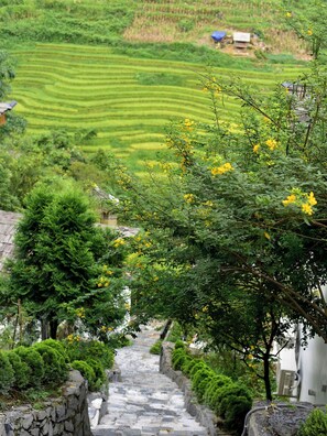 A stone staircase leading down to terraced fields with lush greenery and yellow flowers.
