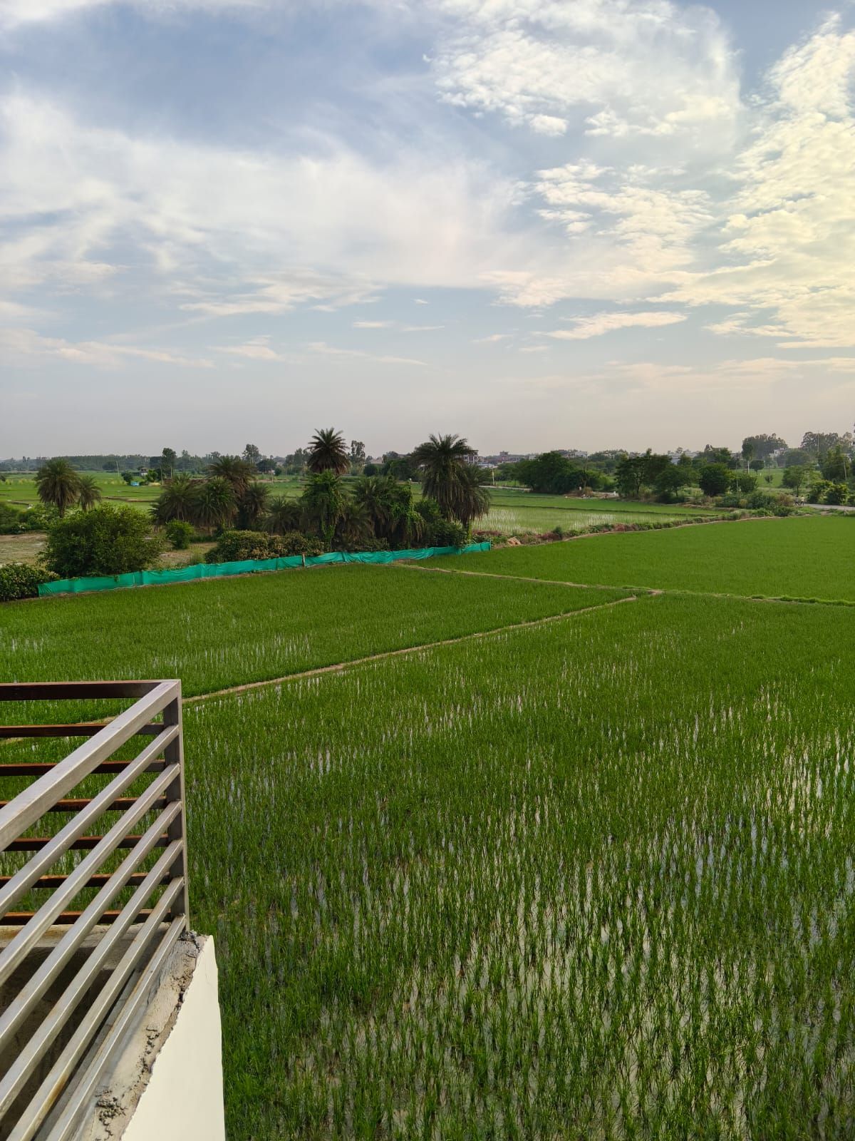 Une vue d’un champ verdoyant, avec une clôture et des arbres en arrière-plan.