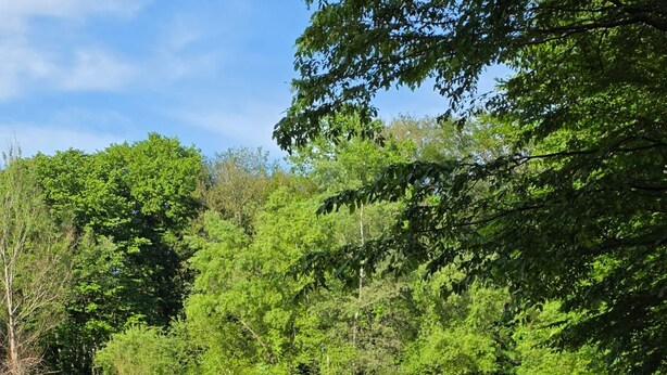 Uno stagno circondato da vegetazione lussureggiante e alberi.