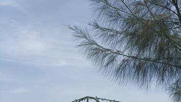 Céu limpo com uma árvore e uma estrutura coberta por trepadeiras.