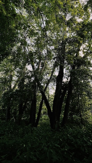 Miscellaneous - Mountain Shift (Rampur)