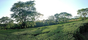 Miscellaneous - Mountain Shift (Rampur)