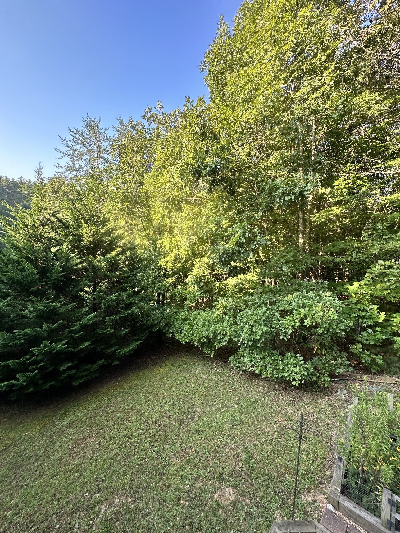 A well-maintained garden with a variety of trees and shrubs, a clear sky, and a grassy area.