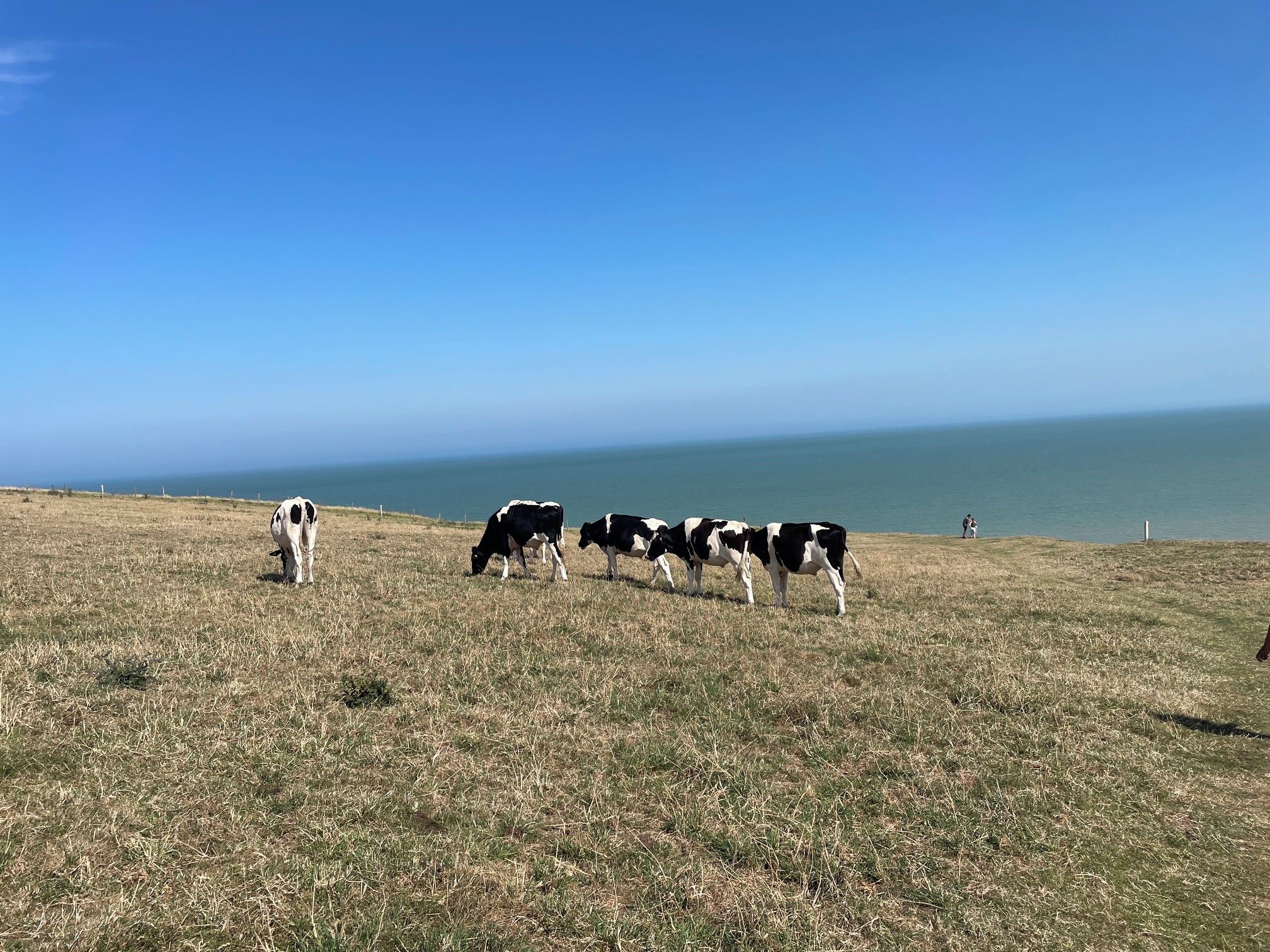 Un champ verdoyant où paît un troupeau de vaches, un ciel dégagé et une étendue d'eau à l'horizon.